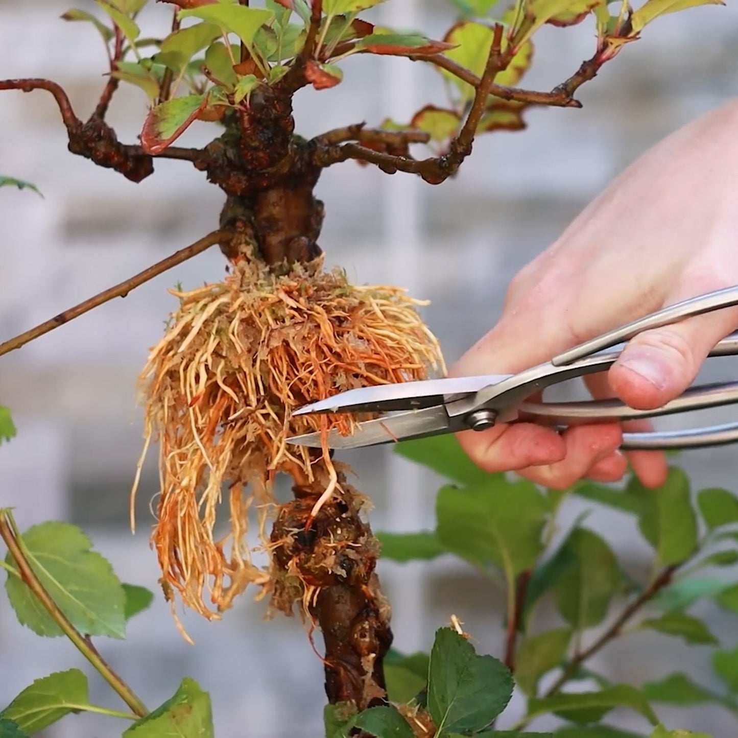 Rooting Hormone Powder with IBA, RootGrowthPRO, Roots on Tree