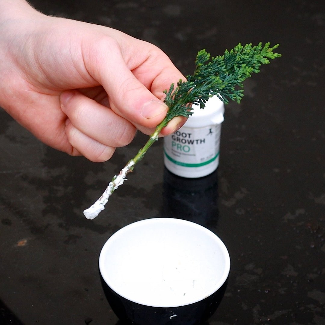 RootGrowth Pro Rooting Hormone Powder on Cutting