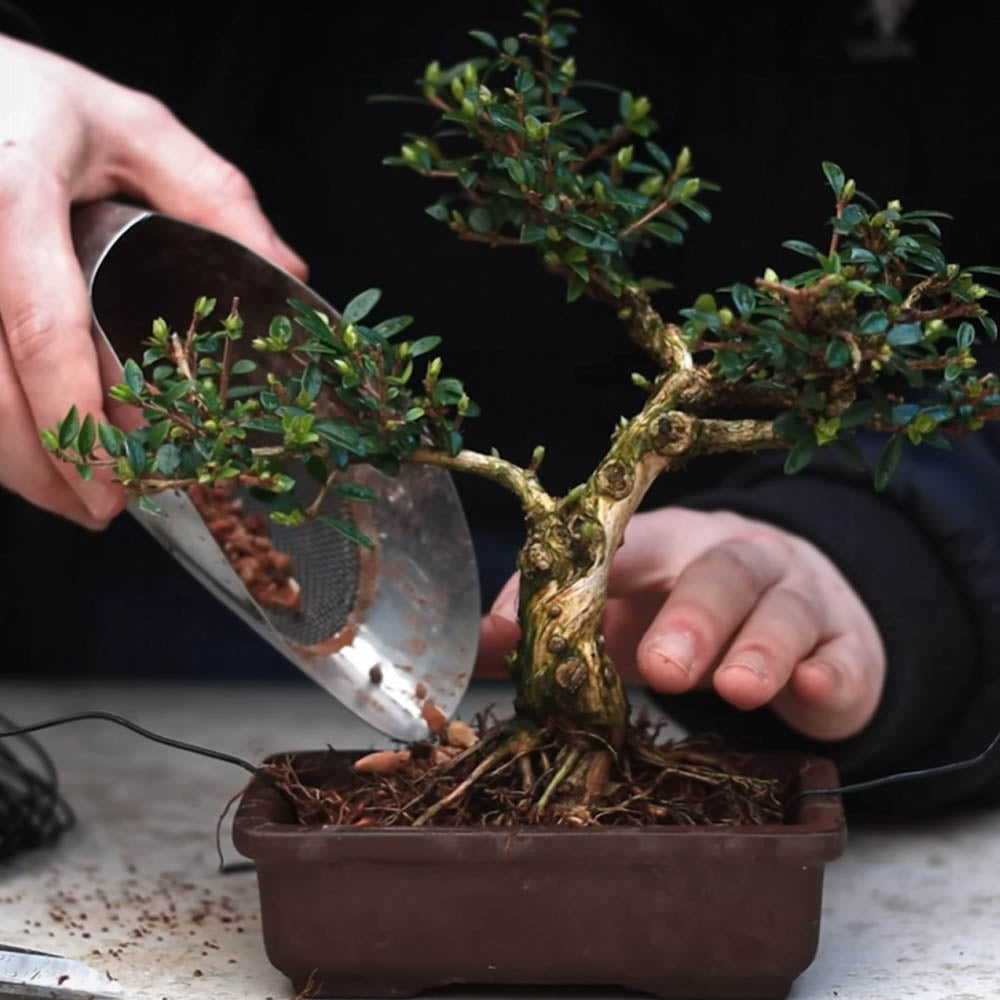 Bonsai Soil Scoop - Meshed Back