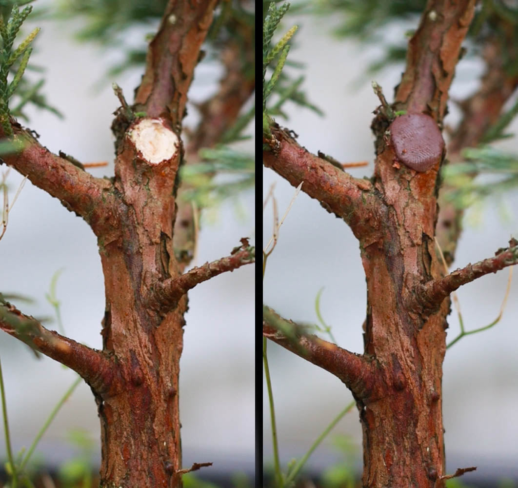 Bonsai Cut Putty used on a tree